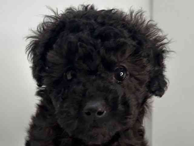 島根県のトイプードル(トイ) (ひごペットフレンドリーイオンモール出雲店/2025年10月13日生まれ/男の子/ブラック)の子犬の1枚目の画像