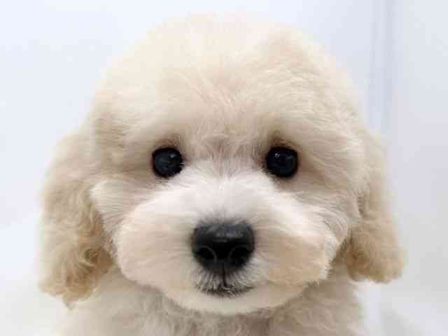 広島県のトイプードル(トイ) (ひごペットフレンドリーゆめタウン廿日市店/2025年10月26日生まれ/男の子/ホワイト)の子犬の1枚目の画像