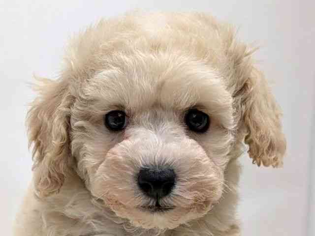 広島県のトイプードル(トイ) (ひごペットフレンドリーゆめタウン廿日市店/2025年10月26日生まれ/男の子/ホワイト)の子犬