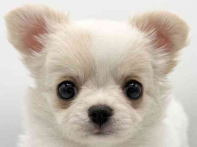 大阪府のチワワ(ロング) (ひごペットフレンドリーららぽーとEXPOCITY店/2025年10月28日生まれ/女の子/クリームホワイト)の子犬の1枚目の画像