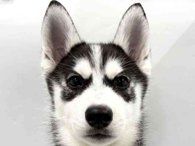 京都府のシベリアンハスキー (ひごペットフレンドリー京都店/2025年10月29日生まれ/男の子/ブラックホワイト)の子犬の1枚目の画像