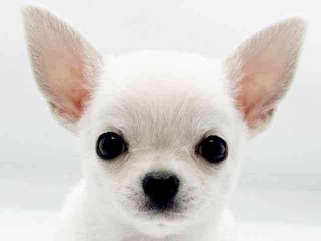 兵庫県のチワワ(スムース) (ひごペットフレンドリーコロワ甲子園店/2025年10月28日生まれ/女の子/クリーム)の子犬の1枚目の画像