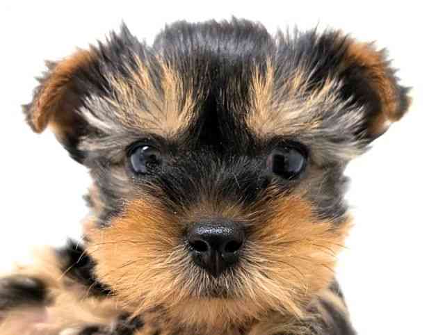 福岡県のヨークシャーテリア (ひごペットフレンドリーリバーウォーク北九州店/2025年10月27日生まれ/女の子/スチールブルータン)の子犬