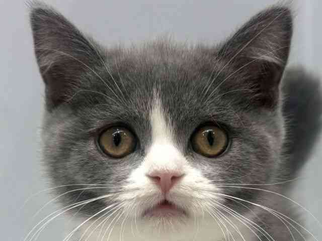 大阪府のブリティッシュショートヘアー (ひごペットフレンドリーセブンパーク天美店/2025年10月29日生まれ/女の子/ブルーホワイト)の子猫の1枚目の画像