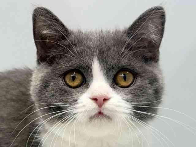 大阪府のブリティッシュショートヘアー (ひごペットフレンドリーセブンパーク天美店/2025年10月29日生まれ/女の子/ブルーホワイト)の子猫の1枚目の画像