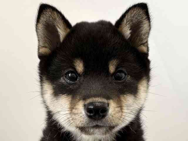 京都府の柴犬(標準サイズ) (ひごペットフレンドリー京都店/2025年10月28日生まれ/女の子/黒)の子犬の1枚目の画像