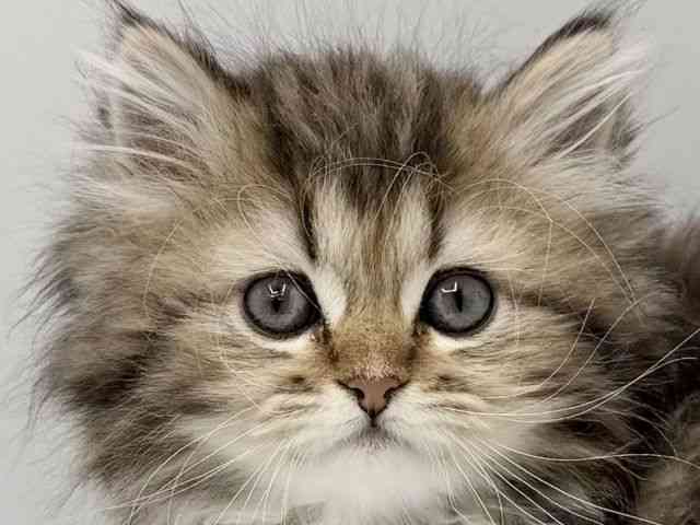 大阪府のラガマフィン (ひごペットフレンドリーみのおキューズモール店/2025年10月28日生まれ/男の子/ブラウンタビー)の子猫の1枚目の画像