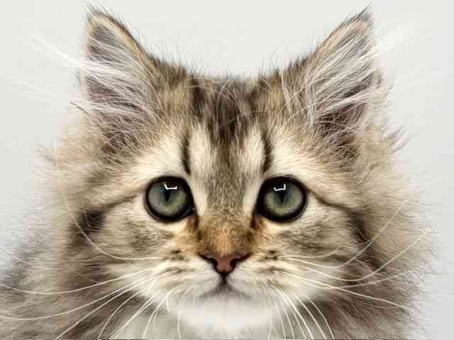 大阪府のラガマフィン (ひごペットフレンドリーみのおキューズモール店/2025年10月28日生まれ/男の子/ブラウンタビー)の子猫の1枚目の画像