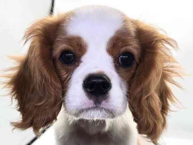 愛知県のキャバリアキングチャールズスパニエル (ひごペットフレンドリープライムツリー赤池店/2025年9月27日生まれ/男の子/ブレンハイム)の子犬の1枚目の画像