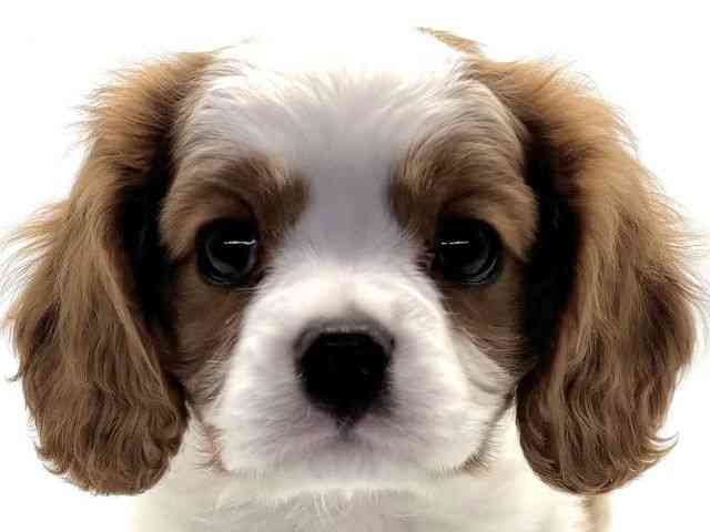 愛知県のキャバリアキングチャールズスパニエル (ひごペットフレンドリープライムツリー赤池店/2025年9月27日生まれ/男の子/ブレンハイム)の子犬の1枚目の画像