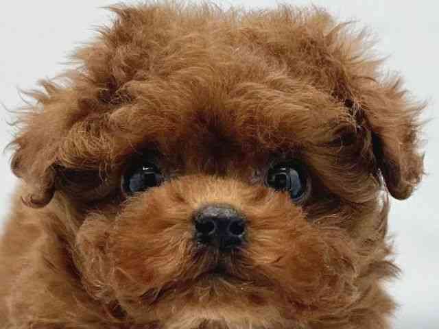 大阪府のトイプードル(トイ) (ひごペットフレンドリーイトーヨーカドー津久野店/2025年10月28日生まれ/男の子/レッドフォーン)の子犬の1枚目の画像