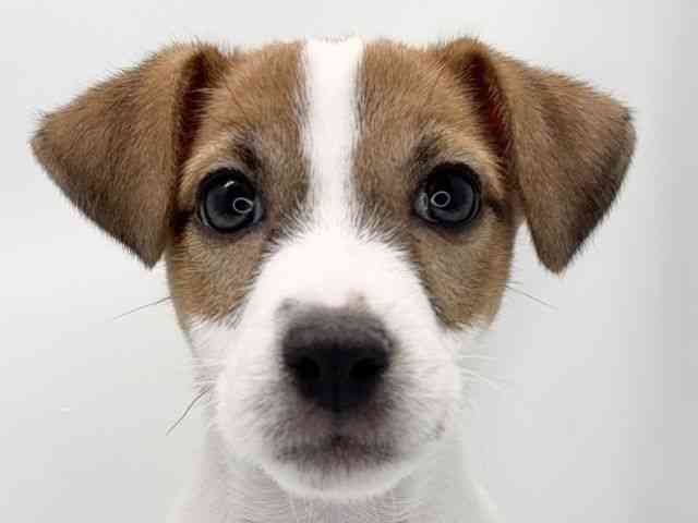 京都府のジャックラッセルテリア (ひごペットフレンドリー洛北阪急スクエア店/2025年10月29日生まれ/男の子/タンホワイト)の子犬の1枚目の画像