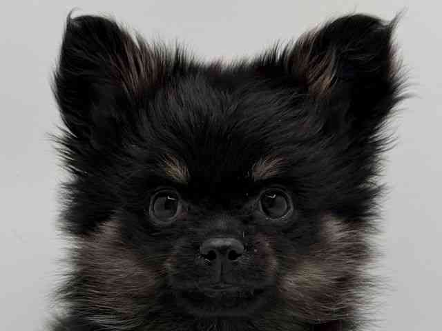 大阪府のポメチワ/チワポメ/ポメチー(ポメラニアン×チワワ) (ひごペットフレンドリーみのおキューズモール店/2025年10月30日生まれ/男の子/ブラックタン)の子犬