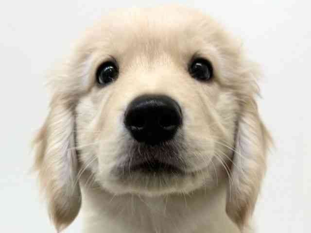 兵庫県のゴールデンレトリバー (ひごペットフレンドリーブルメールHAT神戸店/2025年10月29日生まれ/男の子/ゴールデン)の子犬の1枚目の画像