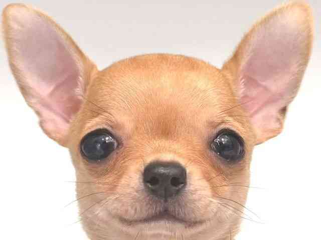 大阪府のチワワ(スムース) (ひごペットフレンドリー岸和田店/2025年10月11日生まれ/男の子/フォーン)の子犬