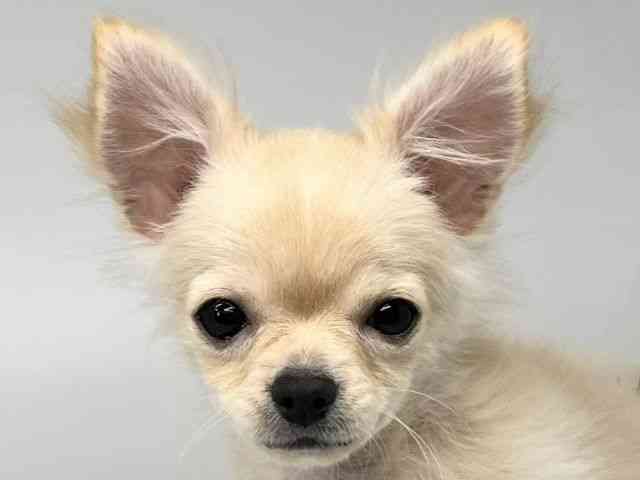 徳島県のチワワ(ロング) (ひごペットフレンドリーゆめタウン徳島店/2025年10月29日生まれ/男の子/クリームホワイト)の子犬