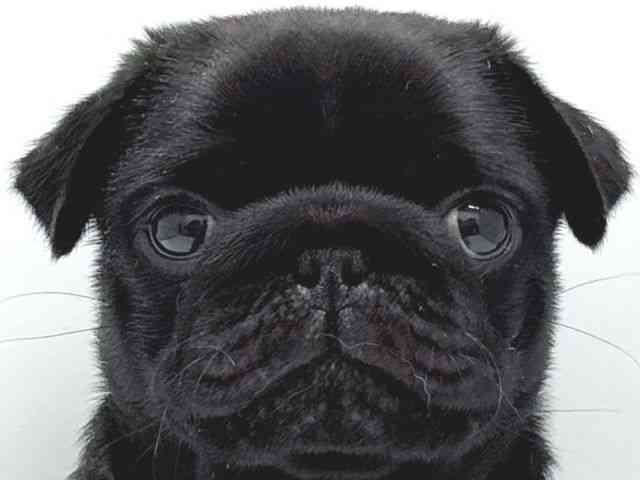 京都府のパグ (ひごペットフレンドリー京都店/2025年11月1日生まれ/男の子/ブラック)の子犬の1枚目の画像