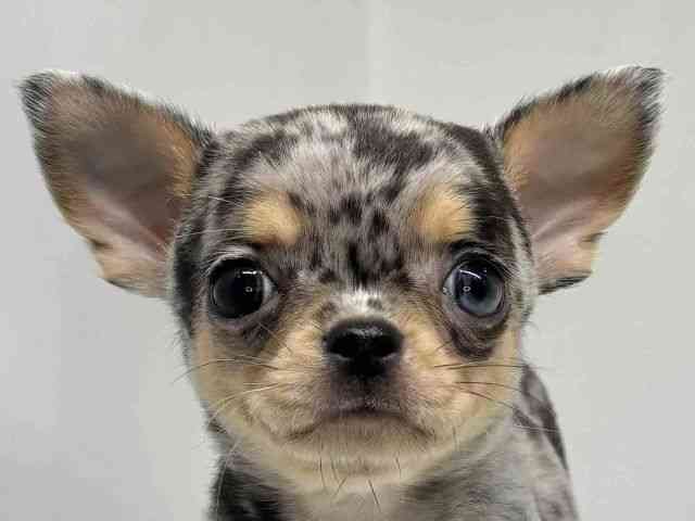 大阪府のチワワ(スムース) (ひごペットフレンドリーセブンパーク天美店/2025年11月1日生まれ/男の子/ブルーマールタン)の子犬の1枚目の画像