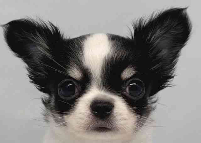 鳥取県のチワワ(ロング) (ひごペットフレンドリーイオンモール鳥取北店/2025年11月2日生まれ/男の子/ブラックタンホワイト)の子犬