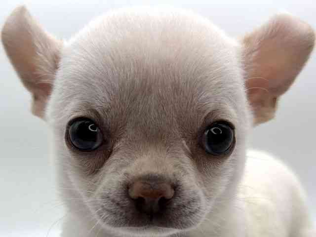 島根県のチワワ(スムース) (ひごペットフレンドリーイオンモール出雲店/2025年11月1日生まれ/女の子/ホワイト)の子犬