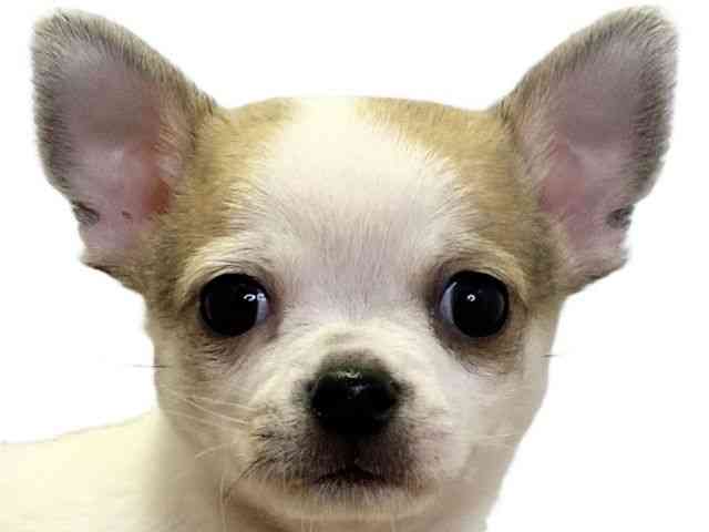 愛媛県のチワワ(スムース) (ひごペットフレンドリーエミフルMASAKI店/2025年11月1日生まれ/男の子/ホワイトフォーン)の子犬の1枚目の画像