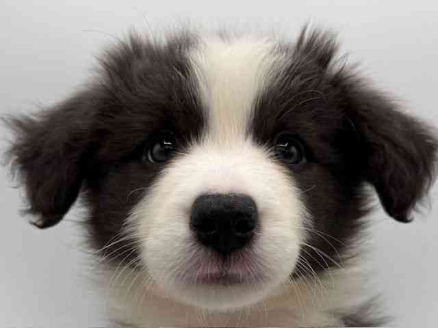 大阪府のボーダーコリー (ひごペットフレンドリーららぽーとEXPOCITY店/2025年10月26日生まれ/男の子/ブルーホワイト)の子犬の1枚目の画像