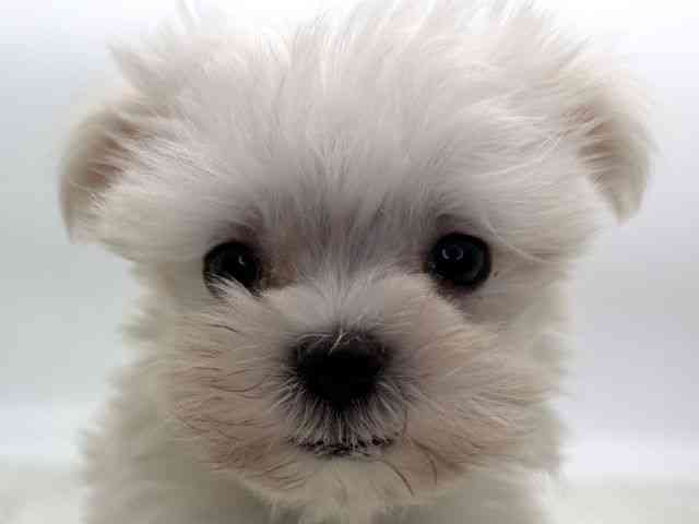 島根県のマルチーズ (ひごペットフレンドリーイオンモール出雲店/2025年10月30日生まれ/男の子/ホワイト)の子犬