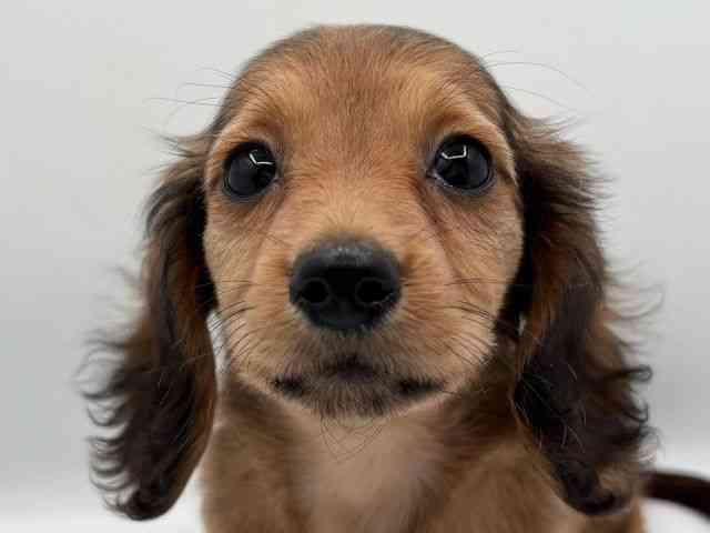 島根県のミニチュアダックスフンド(ロング) (ひごペットフレンドリーイオン松江ショッピングセンター店/2025年11月1日生まれ/女の子/レッド)の子犬の1枚目の画像