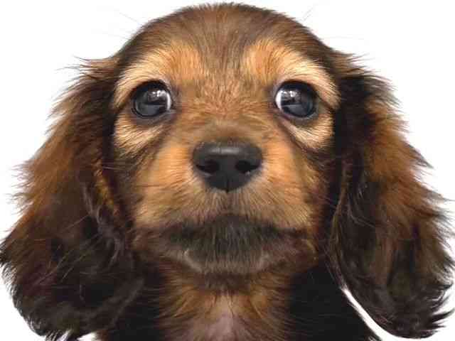 大阪府のミニチュアダックスフンド(ロング) (ひごペットフレンドリー岸和田店/2025年11月1日生まれ/男の子/シェーデットレッド)の子犬の1枚目の画像