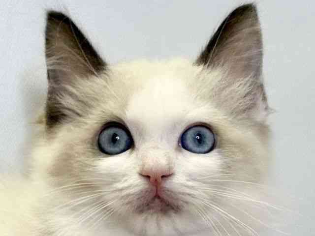 愛媛県のラグドール (ひごペットフレンドリーエミフルMASAKI店/2025年10月31日生まれ/女の子/シールポイントバイカラー)の子猫の1枚目の画像