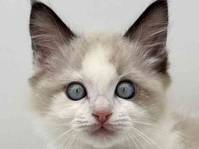 島根県のラグドール (ひごペットフレンドリーイオンモール出雲店/2025年10月31日生まれ/男の子/ブルーポイントバイカラー)の子猫の1枚目の画像