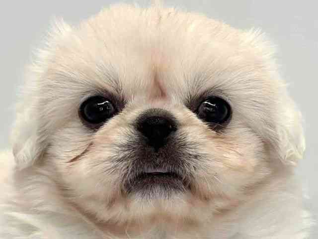 大阪府のハーフ犬・ミックス犬 (ひごペットフレンドリーセブンパーク天美店/2025年10月30日生まれ/女の子/ホワイト)の子犬の1枚目の画像