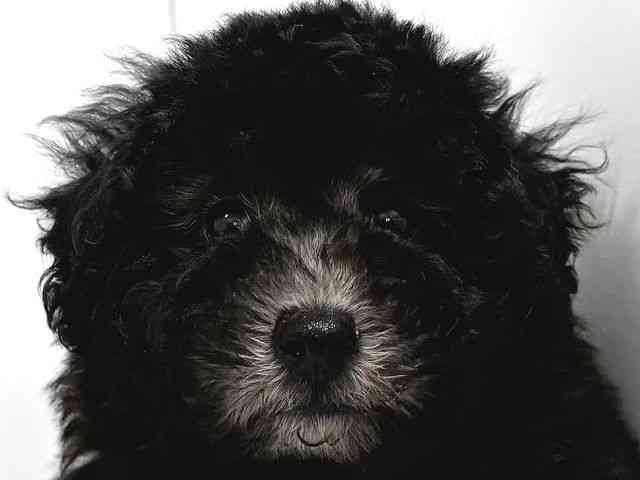 奈良県のトイプードル(トイ) (ひごペットフレンドリー奈良パワーシティ店/2025年10月28日生まれ/男の子/シルバー)の子犬