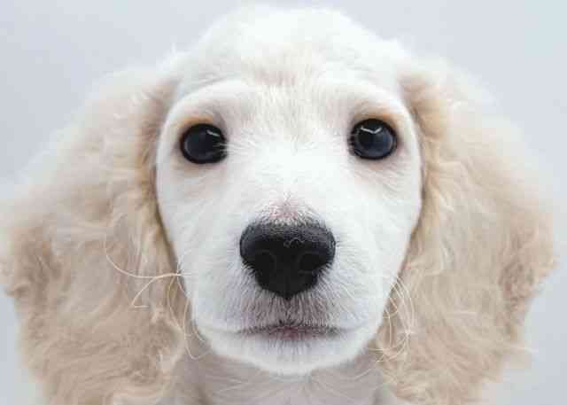 島根県のミニチュアダックスフンド(ロング) (ひごペットフレンドリーイオン松江ショッピングセンター店/2025年11月1日生まれ/男の子/イエロー)の子犬の1枚目の画像