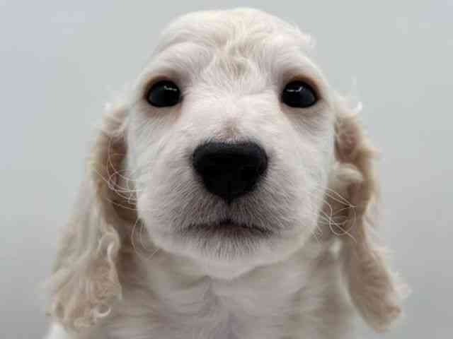 島根県のミニチュアダックスフンド(ロング) (ひごペットフレンドリーイオン松江ショッピングセンター店/2025年11月1日生まれ/男の子/イエロー)の子犬の1枚目の画像