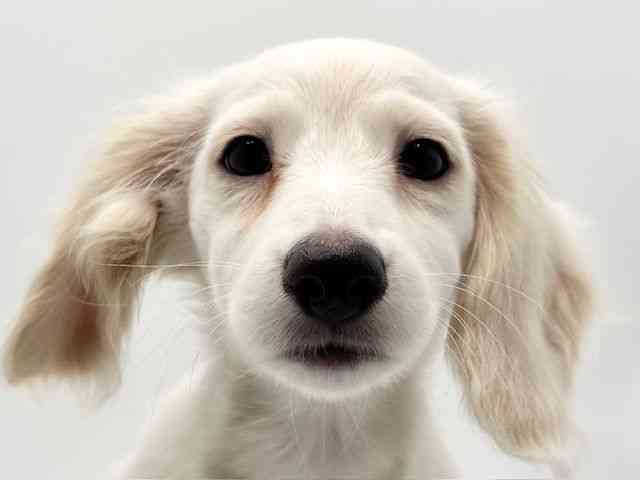 大阪府のミニチュアダックスフンド(ロング) (ひごペットフレンドリーみのおキューズモール店/2025年11月1日生まれ/女の子/イエロー)の子犬の1枚目の画像