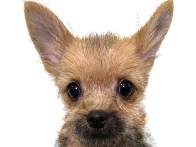 大阪府のポメキー(ポメラニアン×ヨークシャーテリア) (ひごペットフレンドリーアクロスプラザ住之江店/2025年11月1日生まれ/女の子/オレンジセーブル)の子犬の1枚目の画像