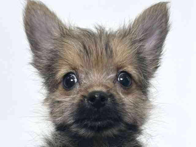 大阪府のポメキー(ポメラニアン×ヨークシャーテリア) (ひごペットフレンドリーアクロスプラザ住之江店/2025年11月1日生まれ/女の子/オレンジセーブル)の子犬