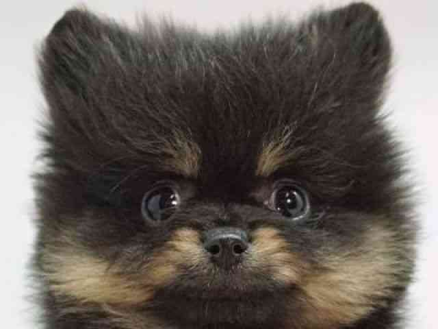 福岡県のポメラニアン (ひごペットフレンドリーゆめタウン筑紫野店/2025年11月1日生まれ/女の子/ブラックタン)の子犬の1枚目の画像