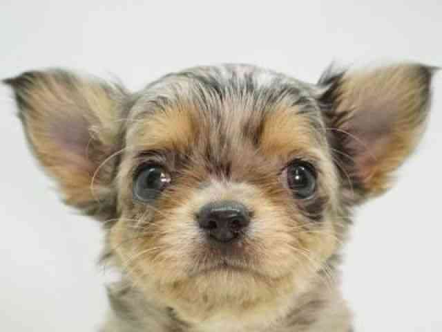 福岡県のチワワ(ロング) (ひごペットフレンドリーゆめタウン筑紫野店/2025年11月1日生まれ/男の子/ブルーマールタン)の子犬の1枚目の画像