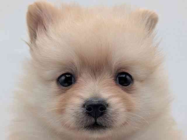 香川県のポメラニアン (ひごペットフレンドリーゆめタウン高松店/2025年11月1日生まれ/女の子/クリーム)の子犬の1枚目の画像