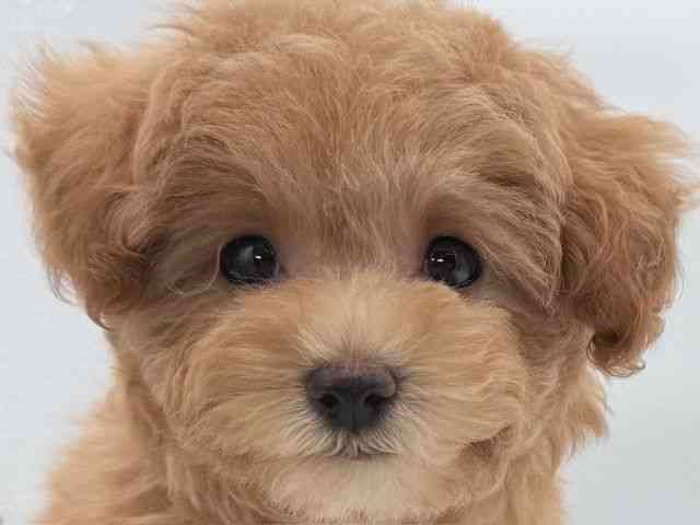 大阪府のトイプードル(トイ) (ひごペットフレンドリーイオンそよら海老江店/2025年11月1日生まれ/女の子/アプリコット)の子犬