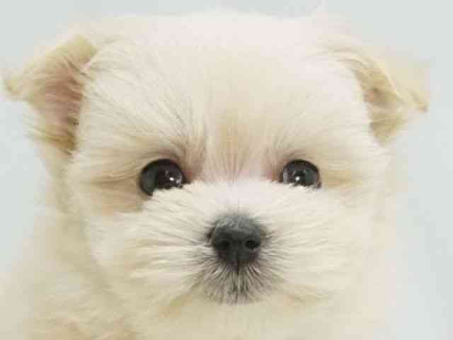 福岡県のポメマル/マルポメ(ポメラニアン×マルチーズ) (ひごペットフレンドリーゆめタウン筑紫野店/2025年10月31日生まれ/女の子/クリーム)の子犬の1枚目の画像