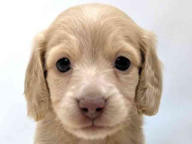 広島県のミニチュアダックスフンド(ロング) (ひごペットフレンドリーゆめタウン廿日市店/2025年11月2日生まれ/男の子/イエロー)の子犬