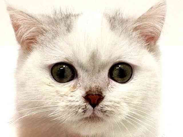 大阪府のミヌエット (ひごペットフレンドリーイオン高槻店/2025年10月30日生まれ/男の子/シルバータビーホワイトバン)の子猫