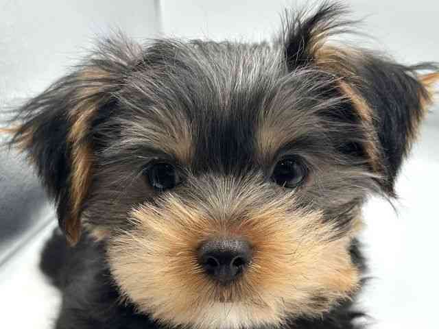 香川県のヨークシャーテリア (ひごペットフレンドリーゆめタウン高松店/2025年11月1日生まれ/男の子/スチールブルータン)の子犬の1枚目の画像
