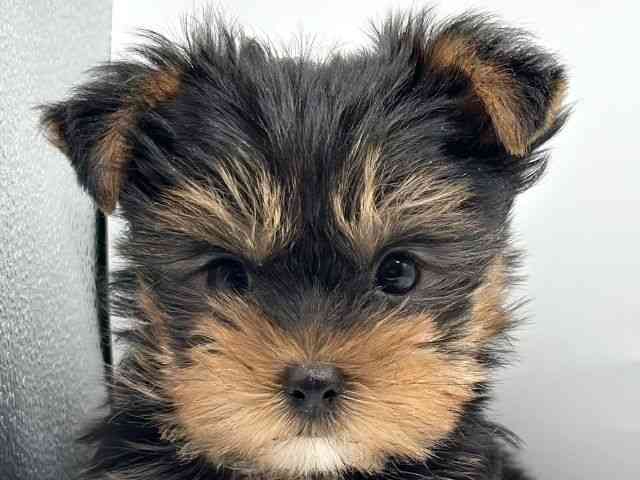 香川県のヨークシャーテリア (ひごペットフレンドリーゆめタウン高松店/2025年11月1日生まれ/男の子/スチールブルータン)の子犬の1枚目の画像