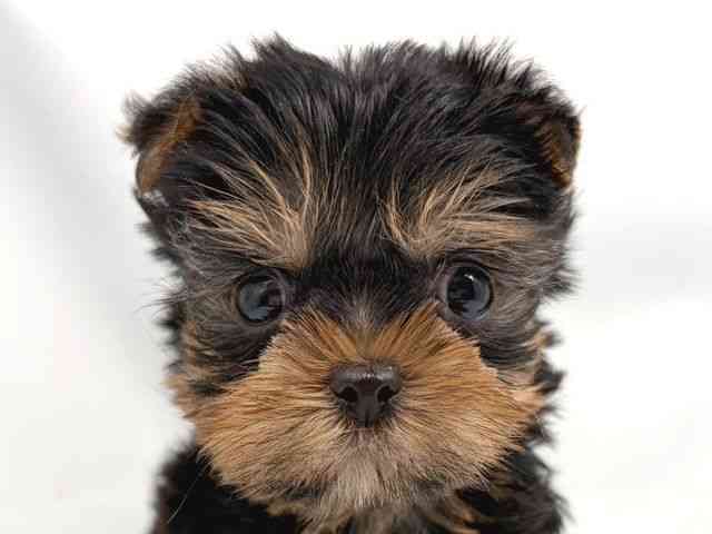 京都府のヨークシャーテリア (ひごペットフレンドリー洛北阪急スクエア店/2025年11月1日生まれ/男の子/スチールブルータン)の子犬の1枚目の画像