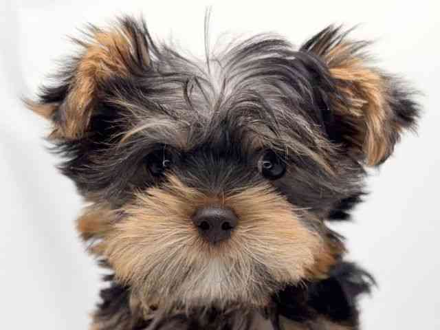 京都府のヨークシャーテリア (ひごペットフレンドリー洛北阪急スクエア店/2025年11月1日生まれ/男の子/スチールブルータン)の子犬の1枚目の画像