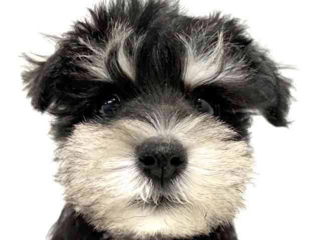 大阪府のミニチュアシュナウザー (ひごペットフレンドリーイオン高槻店/2025年11月1日生まれ/女の子/ブラックシルバー)の子犬の1枚目の画像